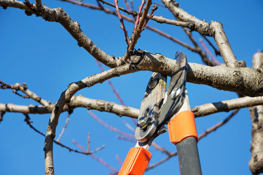 How Tree Pruning Improves Growth And Strength In Your Landscape Milton, FL