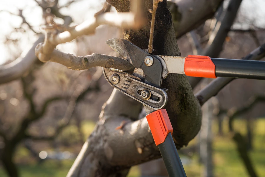 How Tree Pruning Improves Growth And Strength In Your Landscape in Milton, FL