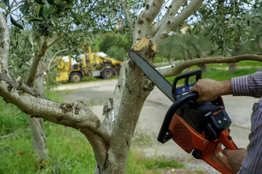 How Tree Trimming Reduces The Risk Of Falling Branches Milton, FL