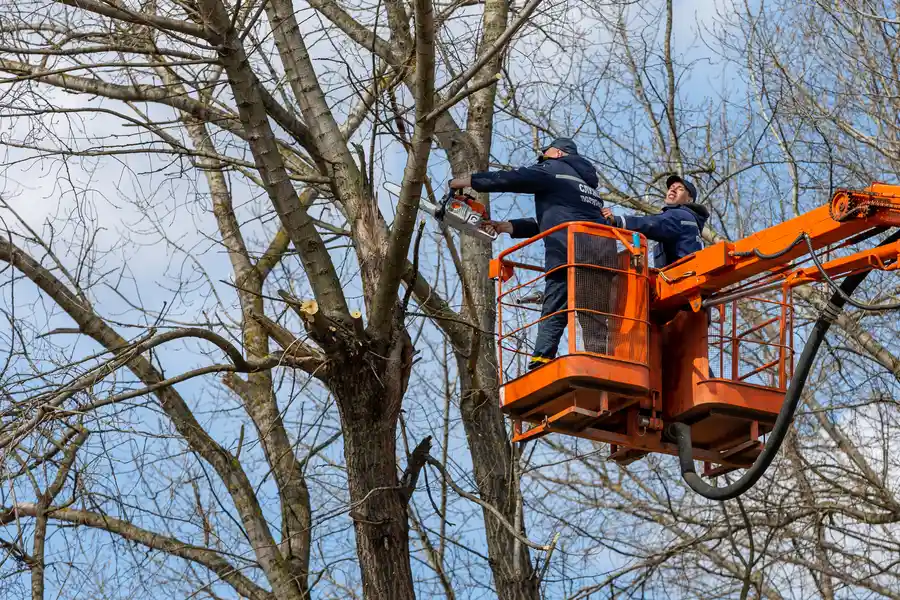 Premium Tree Removal Milton, FL Premium Tree Removal Milton, FL