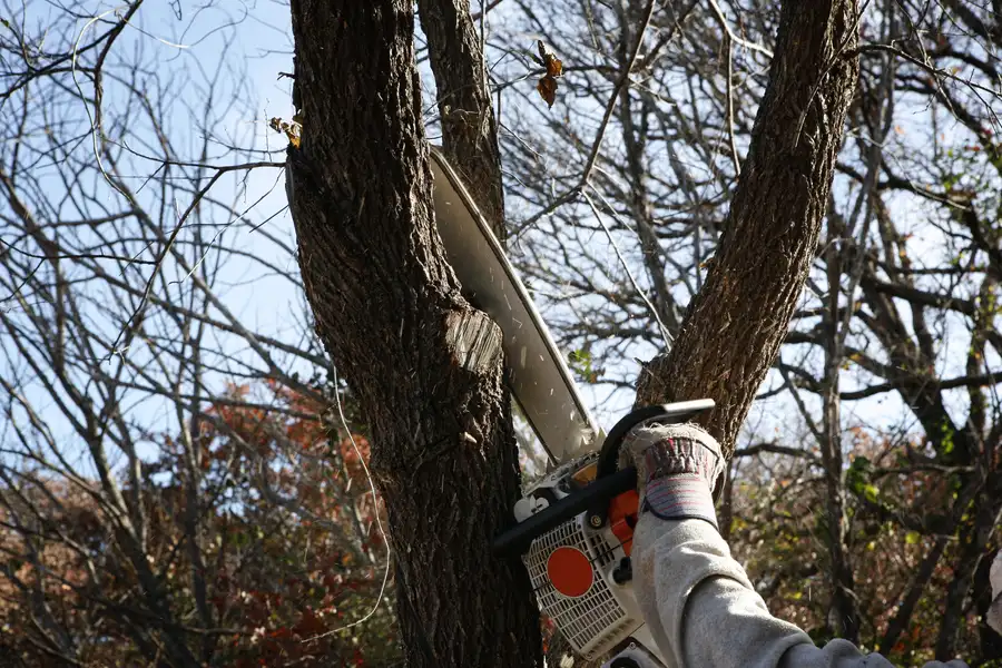Preparing Your Property For A Tree Removal Service Visit Milton, FL Preparing Your Property For A Tree Removal Service Visit Milton, FL