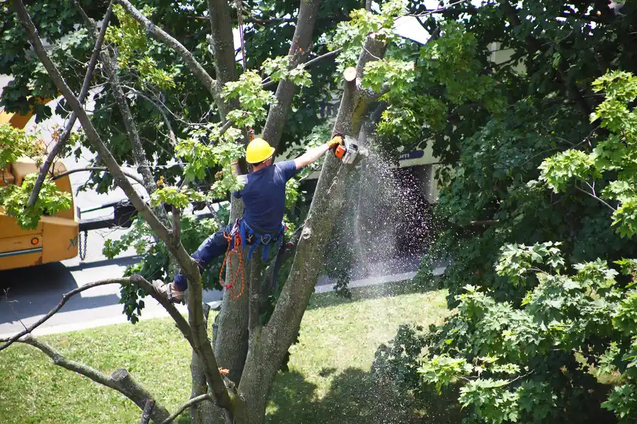 Preparing Your Property For A Tree Removal Service Visit in Milton, FL Preparing Your Property For A Tree Removal Service Visit in Milton, FL