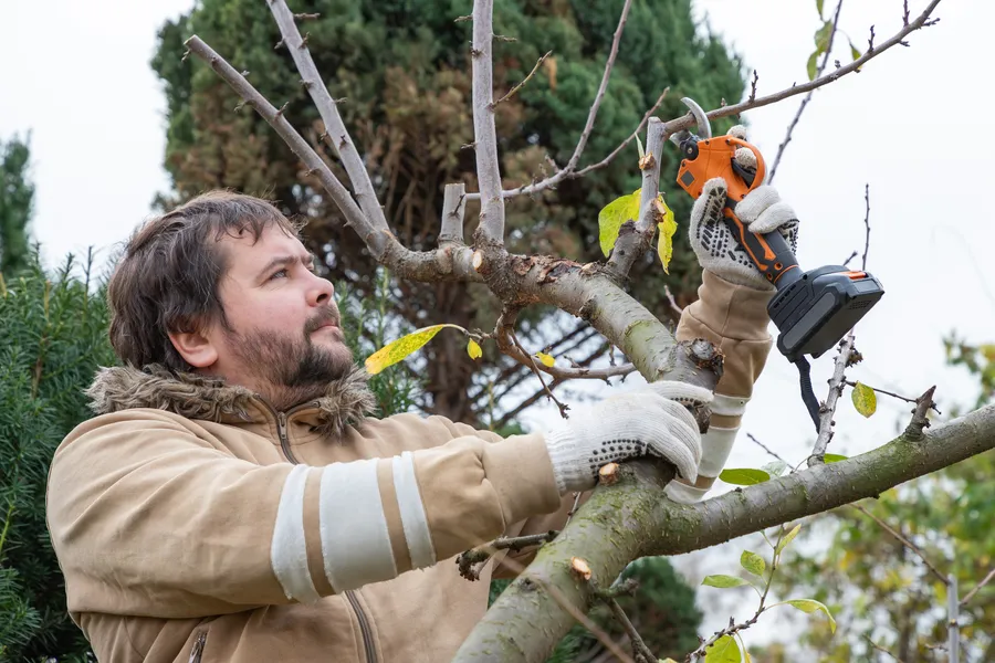 Professional Tree Pruning Milton, FL